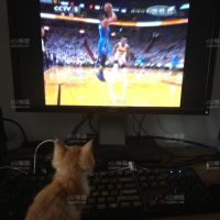 宿舍里的猫
