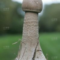 给心仪的大哥大嫂叔叔阿姨